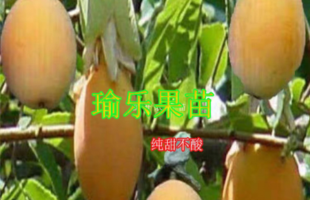 新品种百香果