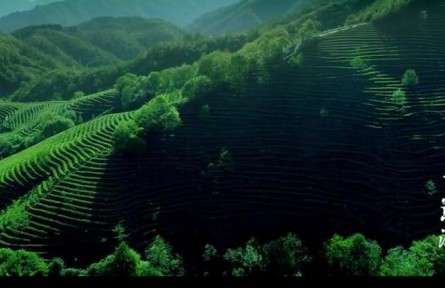 四川青川：茶乡蒿溪 绿水青山茶飘香