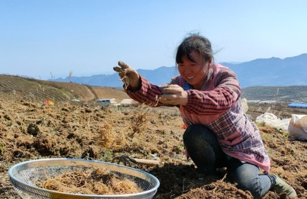 贵州务川：发展中草药种植 群众“坐”着也能挣钱的“参”业