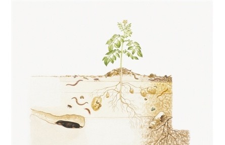 保护土壤微生物多样性 保持土壤生命力