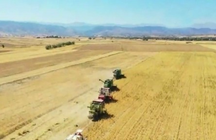 新疆木垒：把鹰嘴豆做成大产业