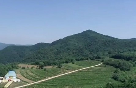 陕西铜川照金镇：680亩金银花喜获丰收 产业提升助力乡村振兴