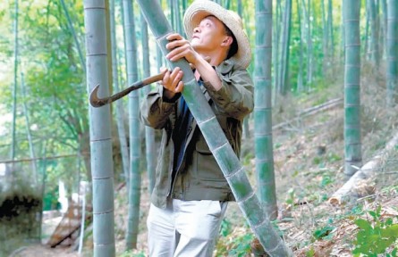 湖北通山：养护竹林推动乡村振兴