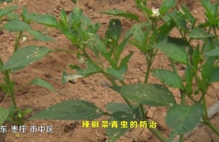 辣椒菜青虫的防治