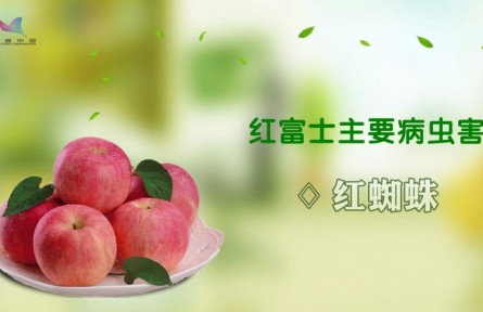 红富士主要病虫害——红蜘蛛