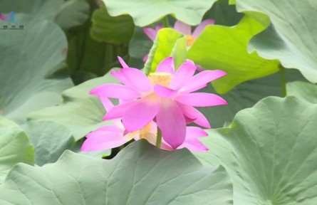 荷花的生长习性