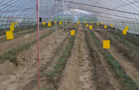 番茄病毒病不能忽视，夏季减产严重，农户要做好3点