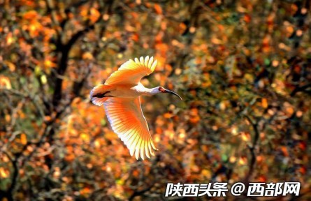 秦岭四宝之二：美丽的“东方宝石”——朱鹮