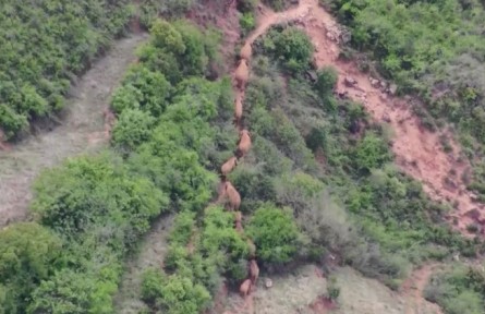 云南野象群：行程1300多公里回归传统栖息地