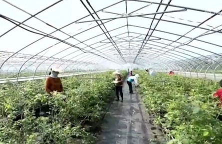 安徽：特色产业为乡村振兴注入蓬勃生机