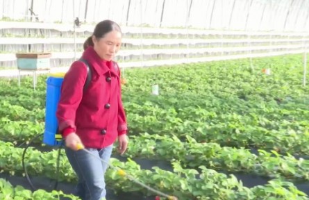 河北正定塔元庄村：设施农业助力乡村振兴
