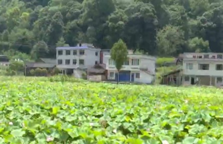 贵州：一地两用 立体种养 助力农户增产增收