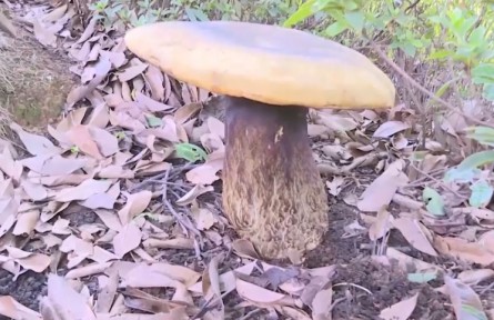 物种故事|云南普洱景东接连发现巨型野生牛肝菌 最大重4.2公斤