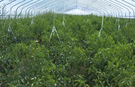 宁夏固原隆德县：拱棚辣椒迎来产销旺季