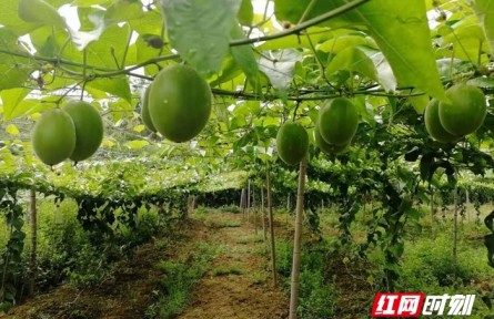 湖南新田：罗汉果飘香，乡村振兴产业旺