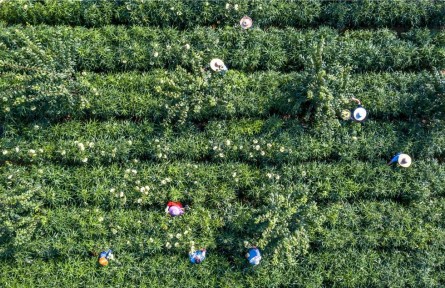 贵州黔西：中药材种植护生态、助增收