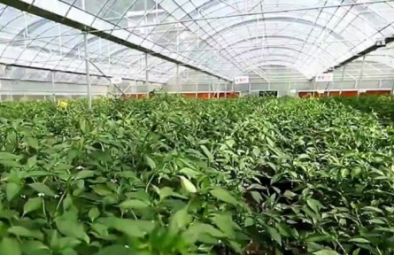 重庆：启动食用农产品“治违禁 控药残 促提升”三年行动