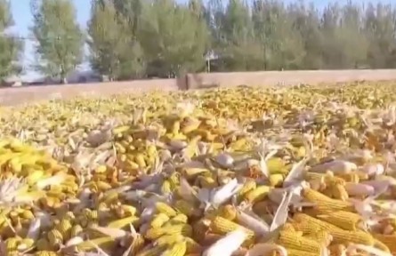 吉林四平：守护黑土地 保障国家粮食安全