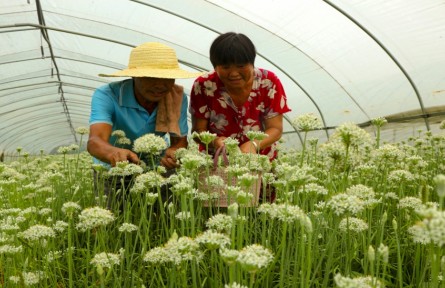 安徽五河：韭菜花开 致富路宽