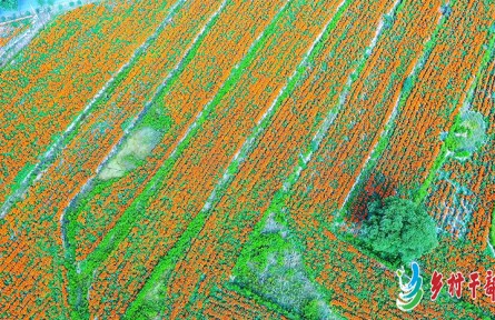 甘肃省崇信县柏树村300亩万寿菊喜变“金草药”