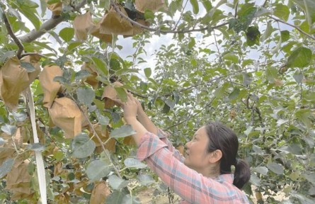 山东烟台牟平区北宋家口村：办起合作社 踏上致富路