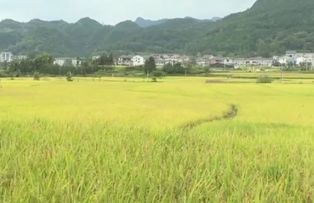农业农村部：我国2021年秋粮丰收基本面仍然较好