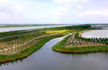 天津宁河：建设绿屏 打造永定新河林水生态区
