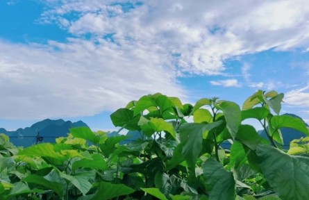广西河池北牙瑶族乡：果满枝 花满坡
