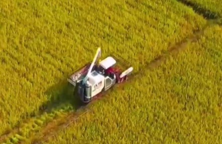 重庆：白露节气到 各地秋收秋种忙