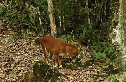 生物多样性 | 云南南滚河国家级自然保护区首次拍摄到国家一级保护动物红豺