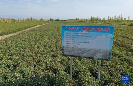 首批按“中国标准”生产的棉花进入审核认证环节