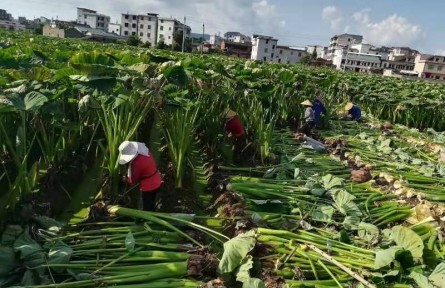 福建长汀涂坊：做精特色农业 打响绿色名片