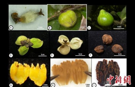 中国首次发现山茶属管蕊茶组新植物——云南管蕊茶