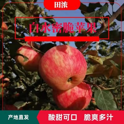 陕西白水蜜脆苹果水果礼盒