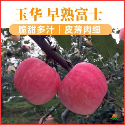 陕西白水早熟苹果玉华富士苹果水果礼盒