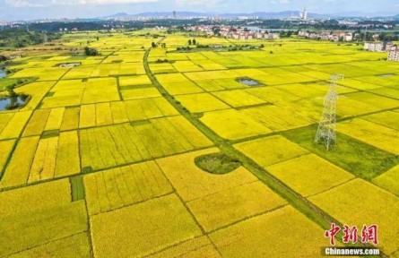 中西方丰收节有何文化共性？