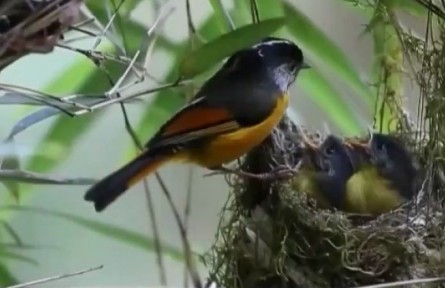 保护多样性 共建人与自然生命共同体