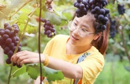 福建省宁德市福安市晓阳镇种葡萄的女孩——林恩辉