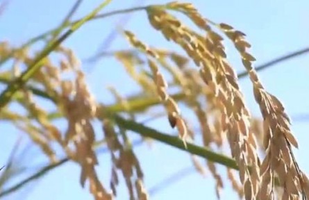黑龙江：秋收工作已全面展开 金秋十月收获季 稻花香里看丰年