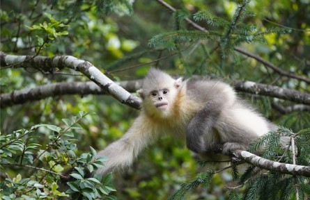 云南：中国“动植物王国”探索生物多样性保护与旅游发展互促共赢之路