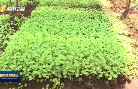 海南：大力推广“农光互补”项目 推动种植业提质增效