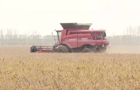 黑龙江绥化：大豆喜获丰收 收割销售两不误