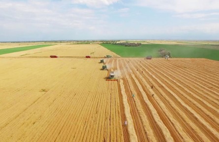 新疆：节粮减损，他们这样干