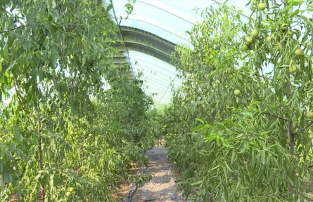 山东省临沂市费县：给农业发展插上科技的“翅膀”
