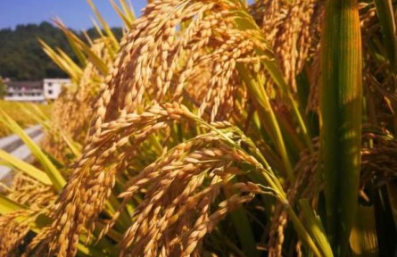 浙江：杂交稻种植面积破200万亩