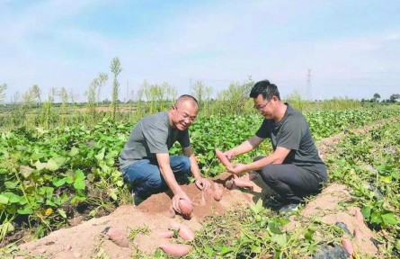 山东烟台：农业科技助力乡村振兴 山塂薄地长出黄金蜜薯