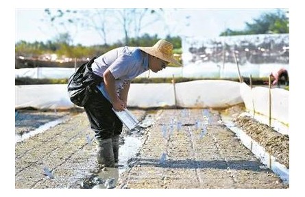 转基因技术为保障粮食安全注入新动能