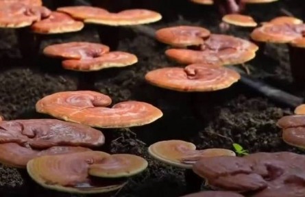 丰收中国·吉林磐石：食用菌进入采收期 科学种植提高产量