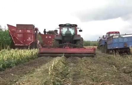 黑龙江：金秋时节丰收忙 机械收割 提升鲜食玉米口感