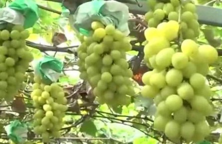 丰收中国·上海：葡萄小镇迎丰收 现代农业助力乡村振兴